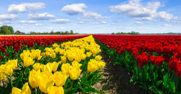 istock Red Yellow Tulip Fields in The Netherlands 2200858440