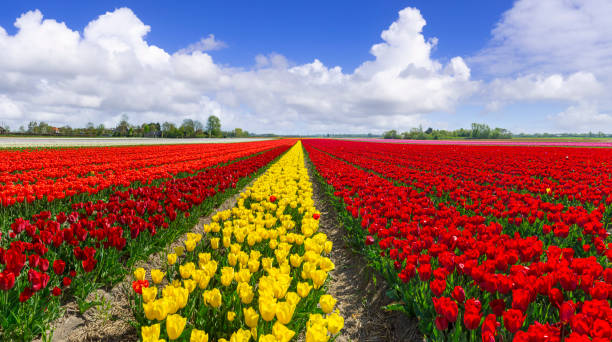 istock Red Yellow Tulip Fields in The Netherlands 2200858442