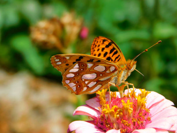 Orange butterfly perched on a vibrant pink flower with overlapping petals and a bright yellow center. The butterfly’s wings display black spots and patterns, creating a striking contrast against its orange hue. The background is a soft blur of green foliage, focusing attention on the butterfly and flower. The scene captures a moment of natural beauty and delicate interaction, typical of a garden or wildflower setting.