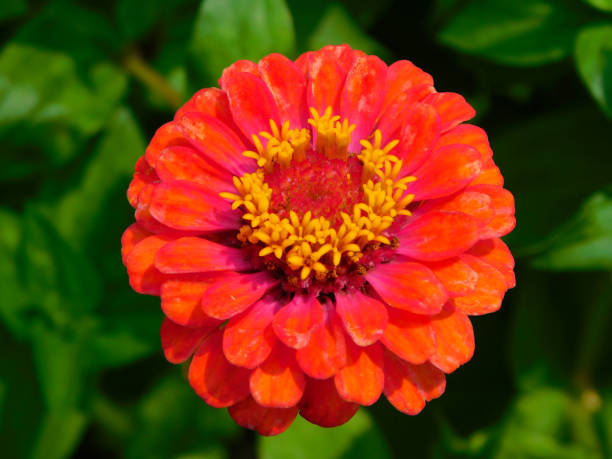 istock Zinnia elegans on a rural garden 2200858466
