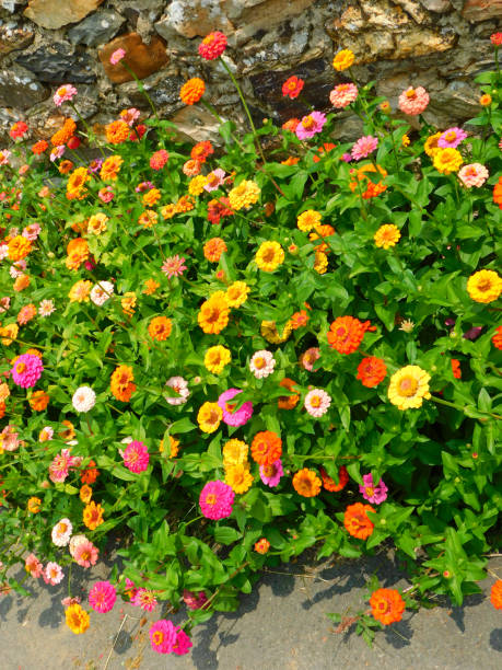 istock Zinnia elegans on a rural garden 2200858507