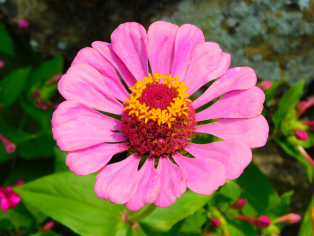 istock Zinnia elegans on a rural garden 2200858522