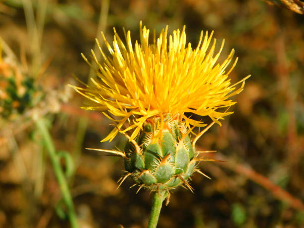 istock Centaurea ornata in wild nature 2200858572