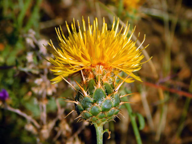 istock Centaurea ornata in wild nature 2200858585