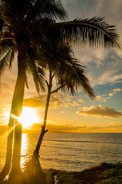 istock Sunset Over Lanai With Palm Tree Silhouette 2200862367