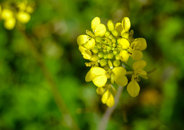 Yellow flower. Sinapis arvensis or wild mustard
