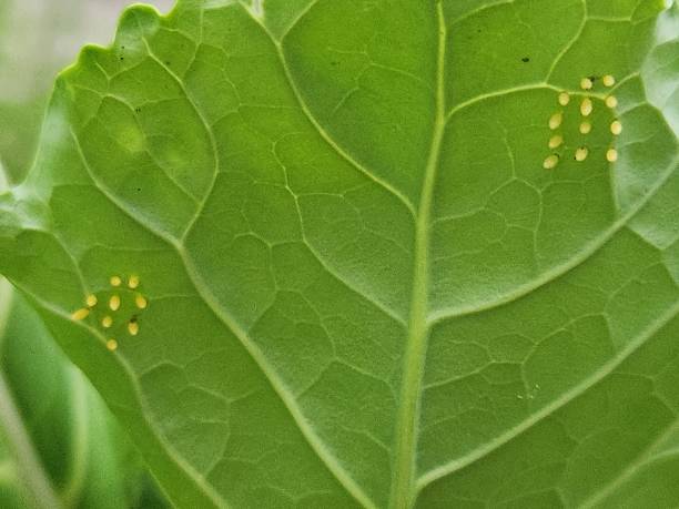 istock Clustered on the underside of kale (Brassica oleracea) leaves, the cabbage butterfly (Ascia monuste) eggs are small and oval. Once hatched, hungry caterpillars emerge and feed on the leaves, damaging the crop. 2200864836