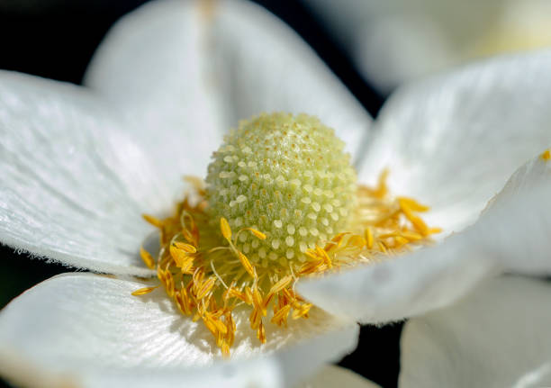 A stunning close-up of a white rose (Rosa spp.) highlighting its delicate, layered petals and vibrant orange stamens. Ideal for representing concepts of purity, elegance, and natural beauty. Taken in Denmark.