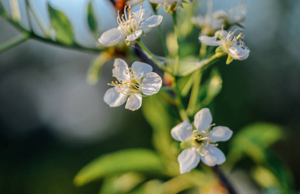 istock Spring flowers close-up, bloom, atmosphere 2200865169