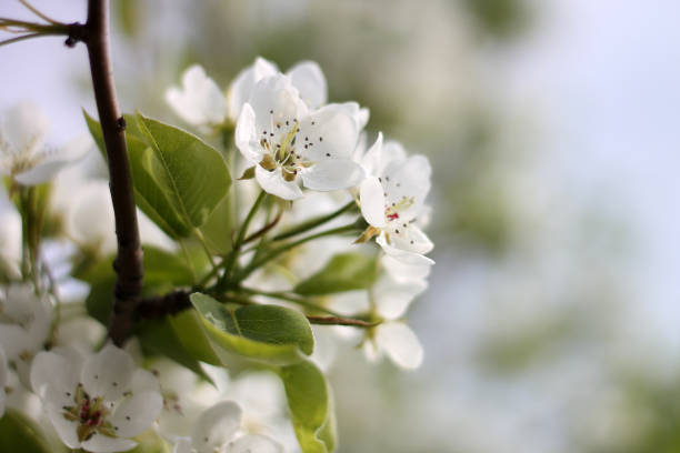istock Spring flowers close-up, bloom, atmosphere 2200865171