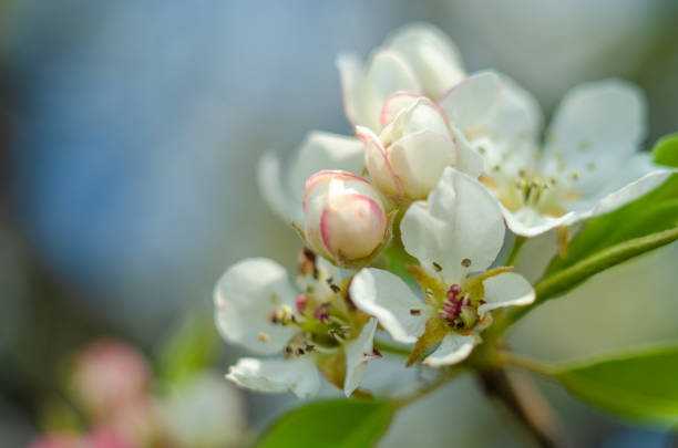 Spring flowers close-up, bloom, atmosphere, detail, nature of Ukraine