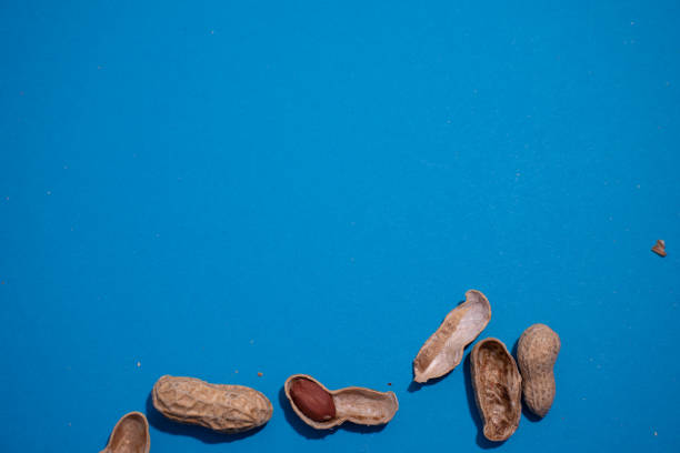 Natural whole peanuts in a shell on a blue background.Peel the peanut from the shell.Top view.Copy space for text.