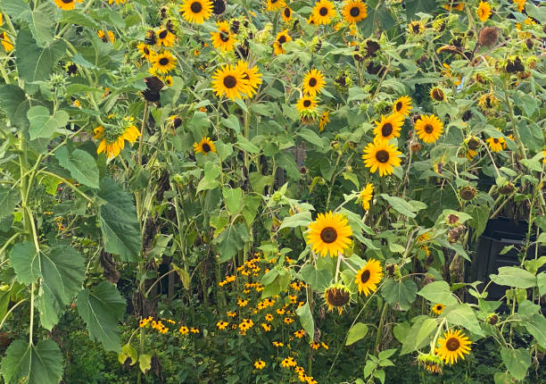 istock Garden Filled With Sunflowers 2200867336