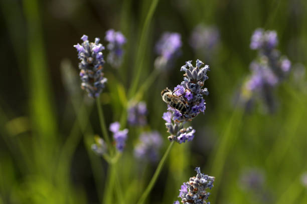 istock Lavender flowers on Hvar island, Croatia 2200867374