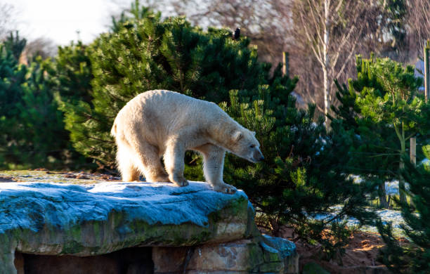 Polar bear (Ursus maritimus) in the zoo