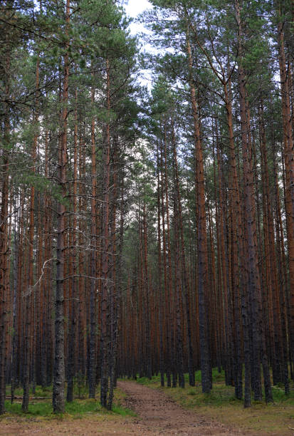 Vertical photo of a pine forest at the Viru Bogs
