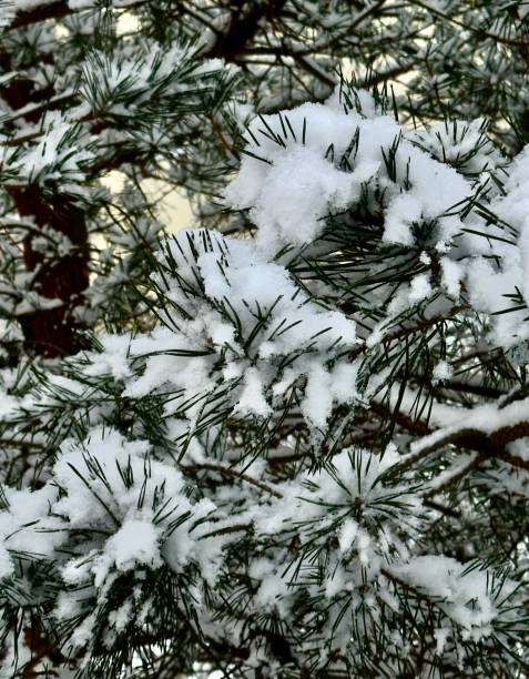 istock A snowy pine tree branches in the park 2200867859