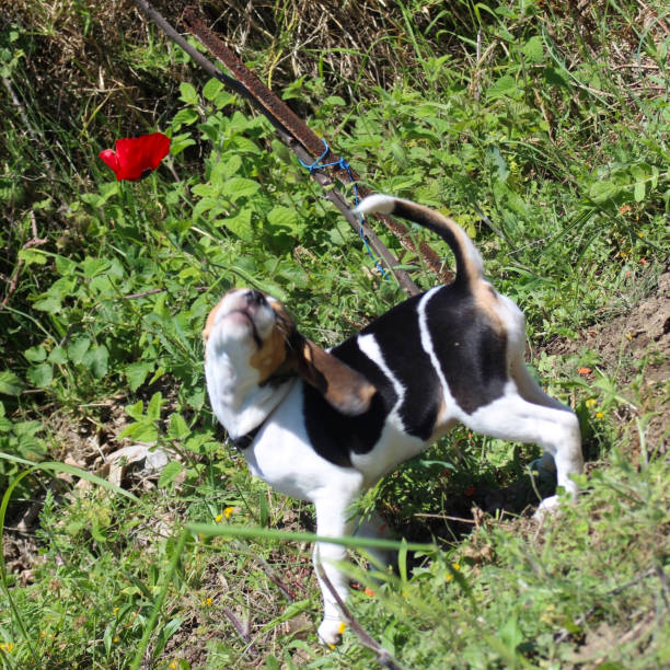 Cute beagle puppy having fun with a poppy flower in springtime