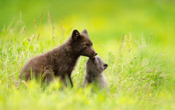 istock Arctic fox mum with playful cub in summer 2200870225