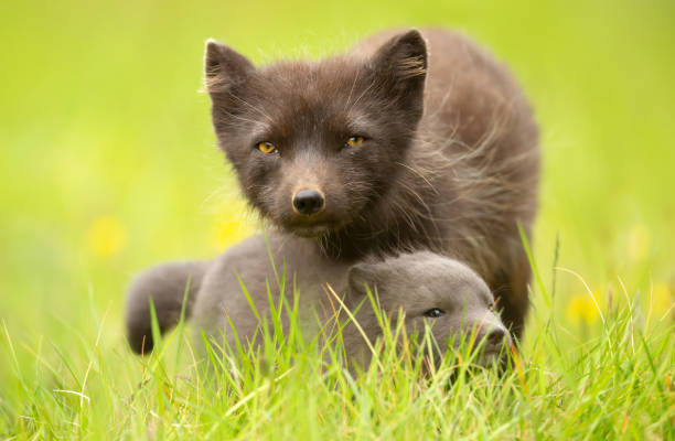 istock Arctic fox mum with playful cub in summer 2200870229