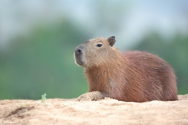 istock Portrait of a capybara lying a on a river bank 2200870257