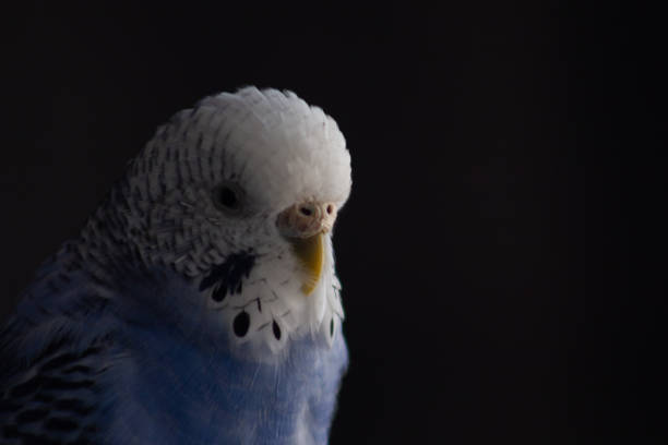 Blue and black budgie sitting, posing for photo