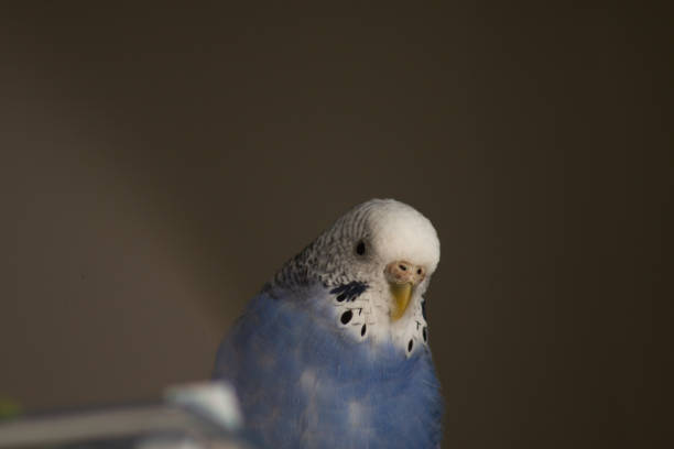 Close-Up Of Birds Perching In Cage