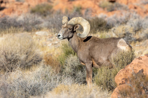 istock Desert Bighorn Sheep Ram in the Nevada Desert 2200872916