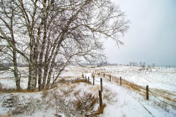 Snowy Trail and Birches at Kohler Dunes