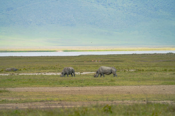 istock Rhino and Her Baby 2200875074