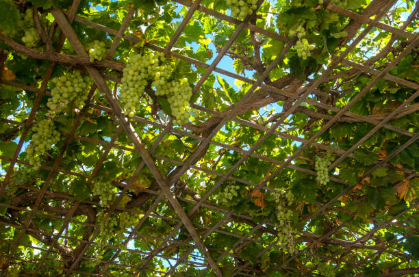 Grape arbor with clusters of grapes and metal construction close up