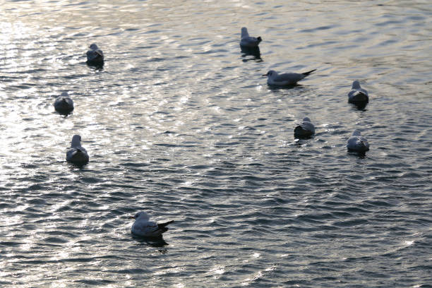 Flock of seagulls on the beach.