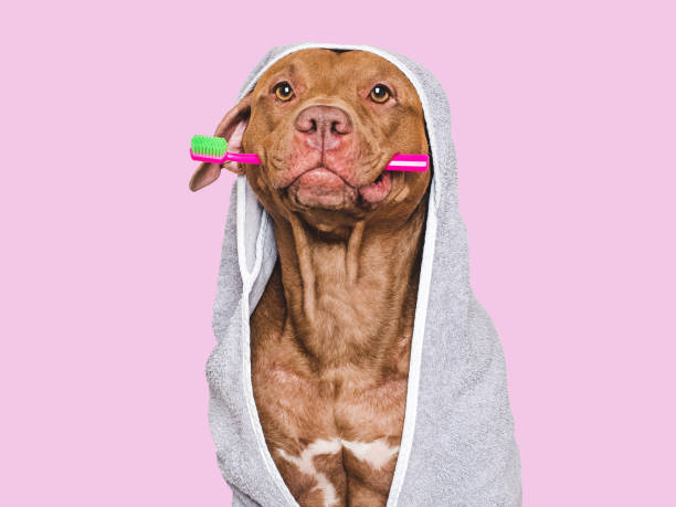 istock Cute dog, towel and toothbrush. Studio shot 2200877712