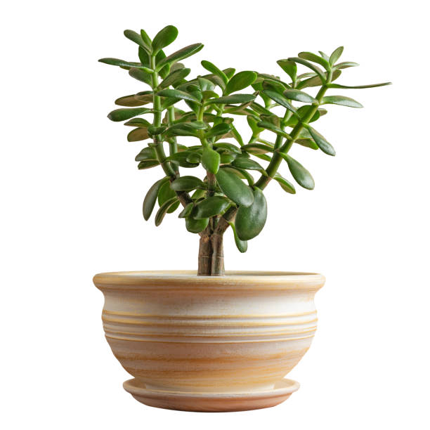 Succulent houseplant Crassula in a pot isolated on a white background.