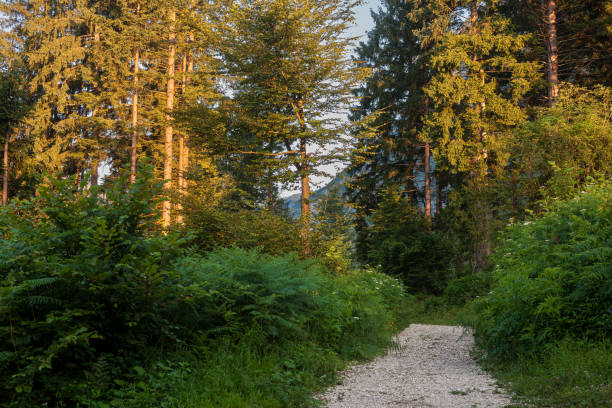 A quiet alpine path in Triglav National Park. From Bohinjska Bistrica to Lake Bohinj, Slovenia. The forested route offers scenic mountain views