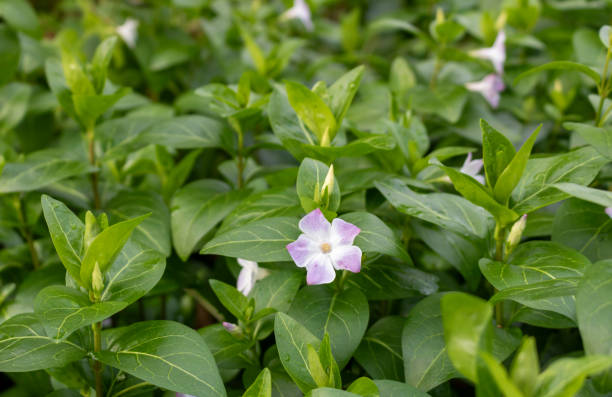 istock Pink flowers in the garden. 2200882606