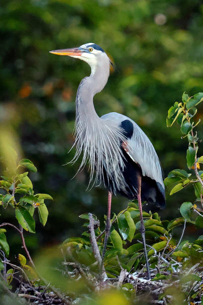 Great Blue Heron at the Wakodahatchee Wetlands