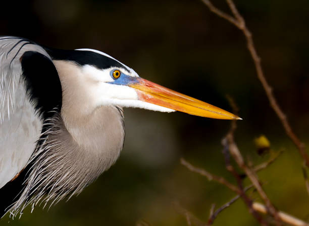 Great Blue Heron at the Wakodahatchee Wetlands