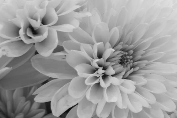 istock Monochrome Flower Closeup 2200886954
