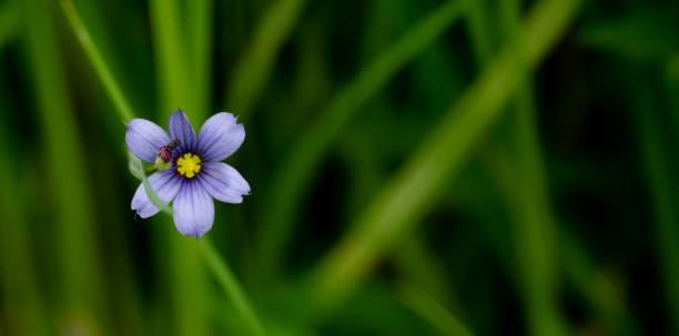 istock Wild Violet Blossom with Copy Space to Right 2200886997