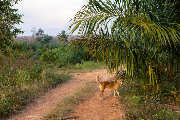 Dog walking along a dirt road in a tropical setting