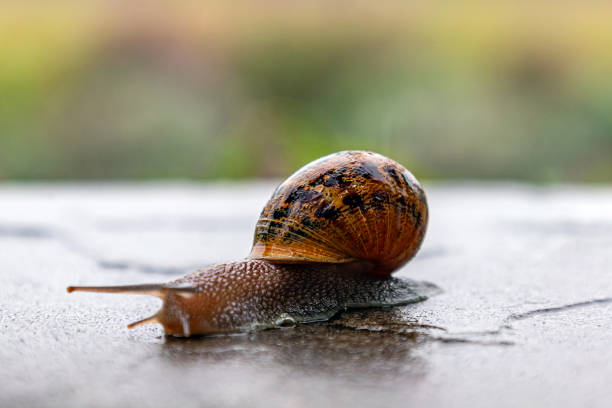 Snail crawls along a rough surface. Close up. Gastropods with an external spotted brown black shell. Animal background. Malacology, zoology, study of soft-bodied or molluscs