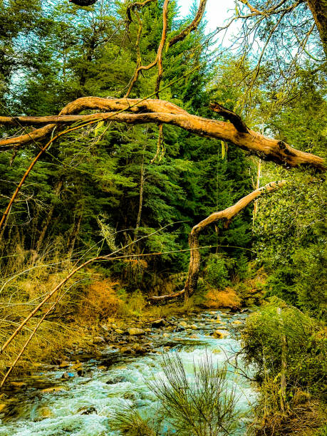 Foliage in the Bonito River. Villa La Angostura. Patagonia Argentina.
