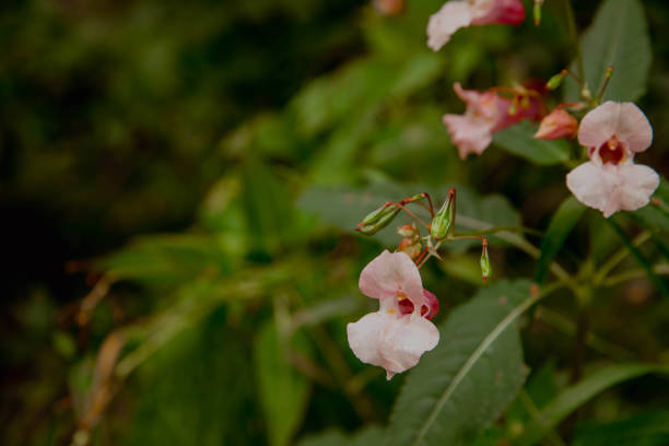 Wild flower