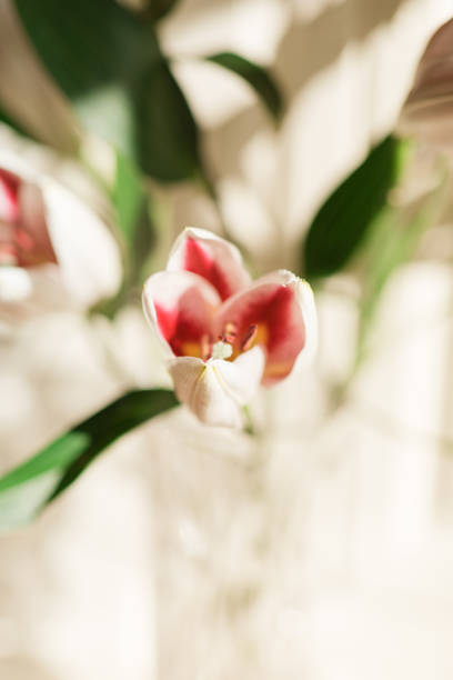 White & Bright Pink Easter Lily Flowers in a Vintage Crystal Vase with a White Background.