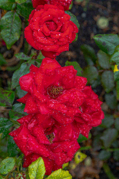 istock Red Roses in Christchurch 2200892272