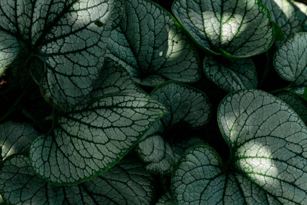 istock Green leaves, dark green background 2200893082