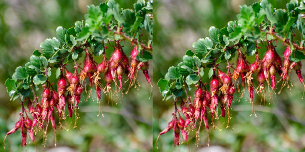 Red fruit of fuchsia-flowered gooseberry, Ribes speciosum, hanging in a row on branch. Stereo pair of photos can be used for 3D viewing or images can be used separately.