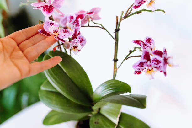 istock purple blooming phalaenopsis orchid 2200893654