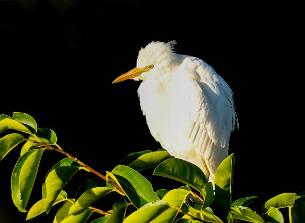 Eastern Cattle-Egret at the Wakodahatchee Wetlands
